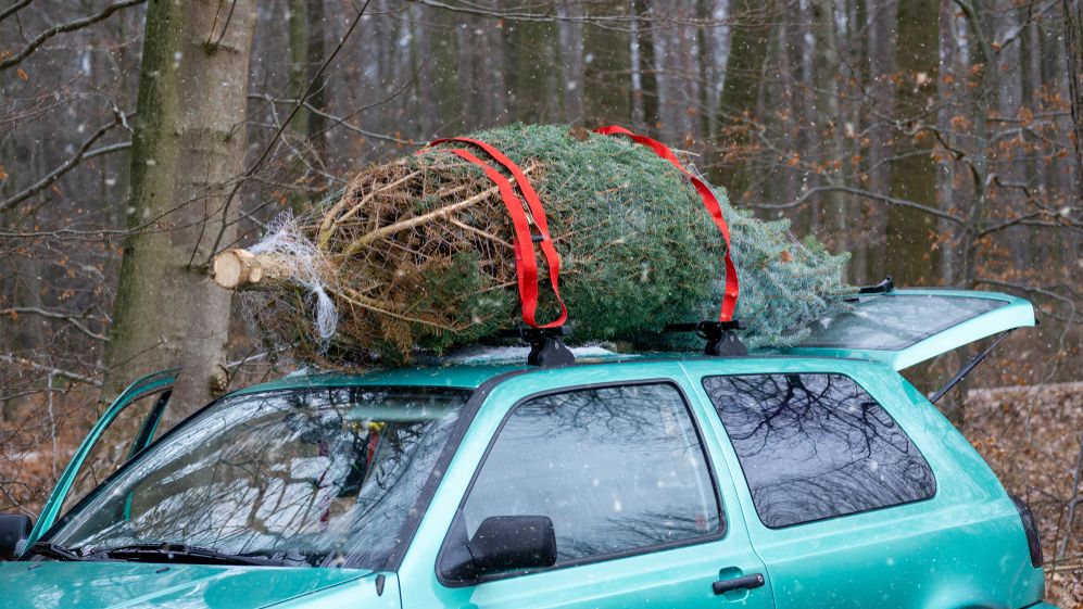 Zapomeňte na gumicuky a špičkou dozadu! Jak správně převážet vánoční stromek a za co hrozí pokuta