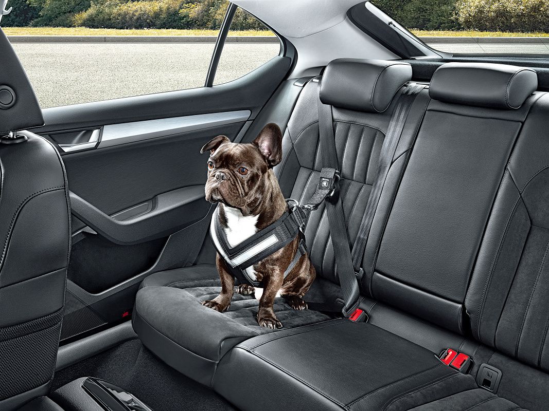 Jak bezpečně převážet psa v autě?